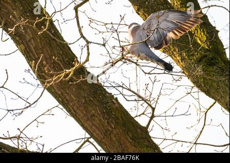 un pigeon vole et se trouve dans les arbres pour rechercher de la nourriture pour les petits Banque D'Images