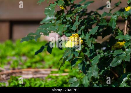 un pigeon vole et se trouve dans les arbres pour rechercher de la nourriture pour les petits Banque D'Images