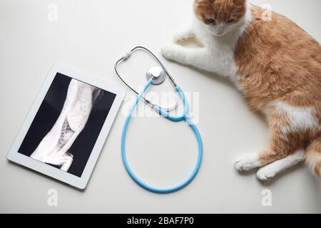 Vue en grand angle du chat allongé près de la tablette pc avec image radiographique et stéthoscope dans la clinique vétérinaire Banque D'Images