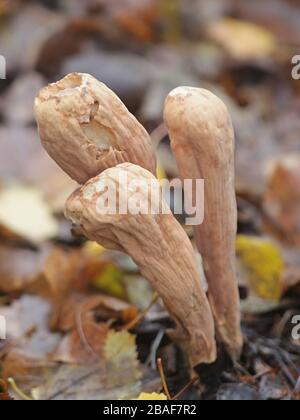 Clavariadelphus pistillaris, connu sous le nom de Club géant champignon, poussent à l'état sauvage en Finlande Banque D'Images