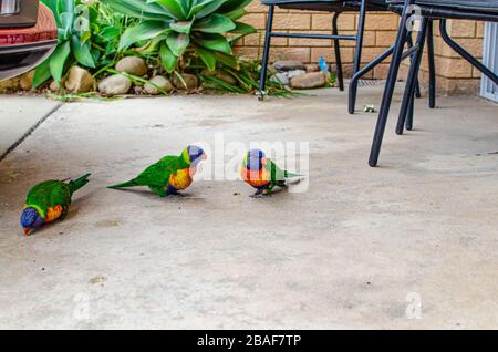 Rainbow Lorikeet, une espèce de perroquet trouvée en Australie Banque D'Images