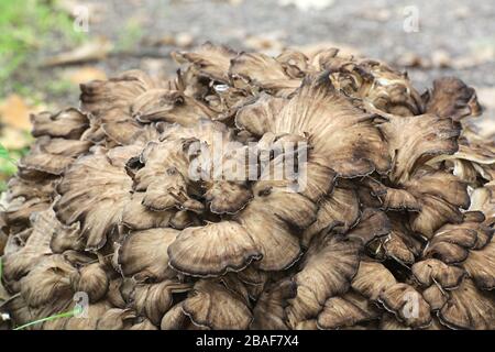 Grifola frondosa, connu sous le nom de maitake, poule des bois, ram's head et tête de mouton, widl champignon comestible à propriétés médicinales Banque D'Images
