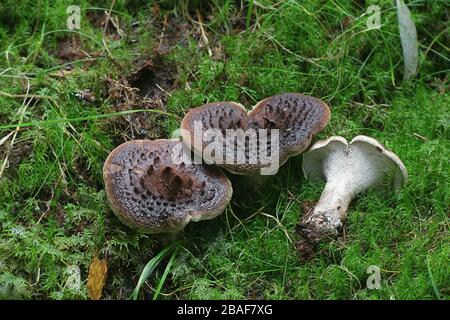 Sarcodon imbricatus, connu comme le hérisson hérisson écailleuse, de bardeaux ou squameuses, dent Dent de champignons en Finlande Banque D'Images