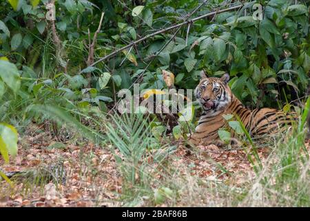 Inde, Madhya Pradesh, parc national de Bandhavgarh. Tigre du Bengale sur un tuer (SAUVAGE: Panthera tigris) espèces en voie de disparition. Banque D'Images