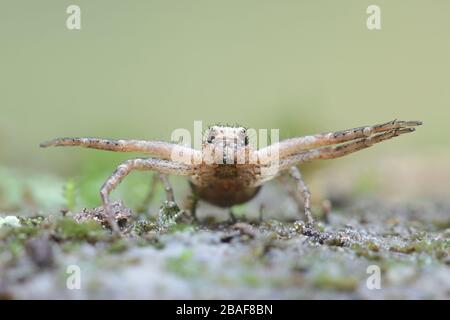 Xysticus audax, connu sous le nom d'araignée de crabe terrestre Banque D'Images