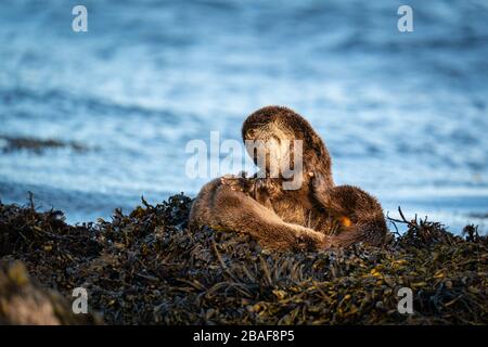 Européen Otter mère et Cub (Lutra lutra) jouant sur la rive sur un lit de varech Banque D'Images