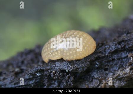 Masse d'oeufs de Rhyacophila nubila, un caddisfly de Finlande Banque D'Images