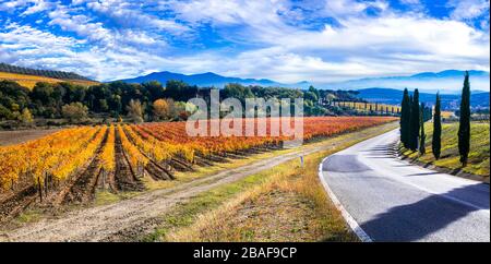 Vignobles et cyprès colorés dans la région du Chianti, Toscane, Italie. Banque D'Images