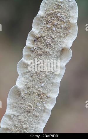 Byssomerulius corium, connu sous le nom de champignon à croûte nettée, polypore sauvage de Finlande Banque D'Images