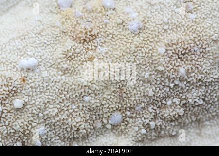 Byssomerulius corium, connu sous le nom de champignon à croûte nettée, polypore sauvage de Finlande Banque D'Images