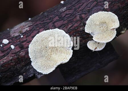 Irpex lacteus, un champignon à croûte de pourriture blanche étudié pour la production de biocarburants Banque D'Images