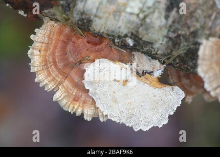 Trametes ochracea, connu sous le nom de champignon de support Ocher, un polypore de Finlande Banque D'Images