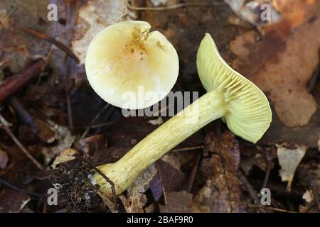Tricholoma sulfureum, connu sous le nom de chevalier de soufre ou de champignon agarique de gaz, non comestible de Finlande Banque D'Images