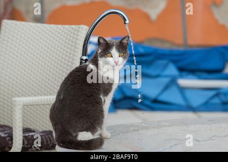 Portrait d'un magnifique chat blanc gris assis près d'un robinet d'eau courante Banque D'Images