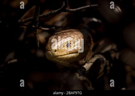 Portrait d'un sheltopusik (lézard de légless) sur une journée ensoleillée à Cres (Croatie) Banque D'Images