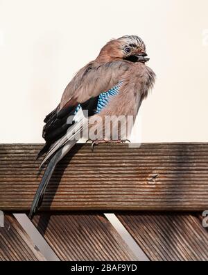 un geai eurasien (Garrulus glandarius) avec une facture cassée assis sur une clôture en bois, jour ensoleillé au printemps, Vienne (Autriche) Banque D'Images