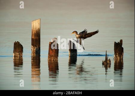 Atterrissage de cormorans à double-créa sur des pilages Banque D'Images