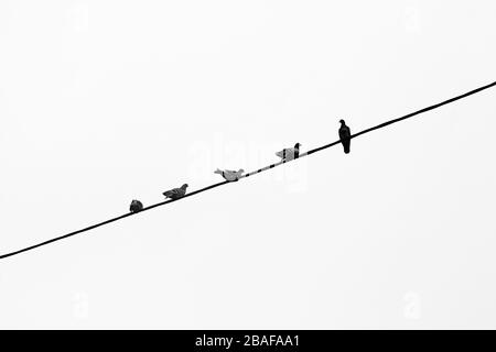 Cinq pigeons assis sur un cordon. Prise de vue horizontale minimale avec espace de copie. Noir et blanc. Banque D'Images