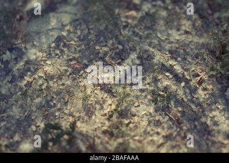 Texture de gros plan dans la forêt magique. Fond naturel abstrait avec des peluches et des graines de peuplier. Coloris vintage. Banque D'Images