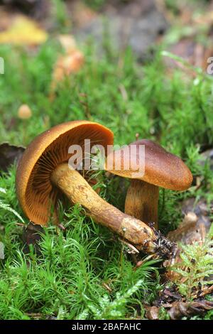 Cortinarius malicorius, connu sous le nom de cort de couleur safran ou de corbale de couleur safran, champignons sauvages de Finlande Banque D'Images