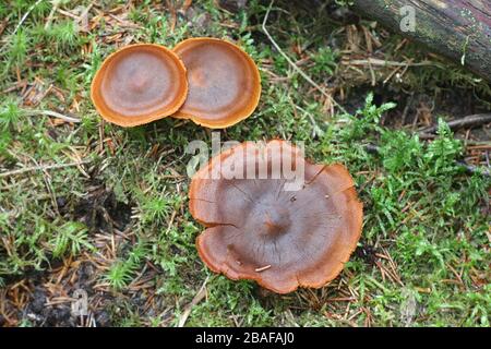 Cortinarius malicorius, connu sous le nom de couleur safran safran webcab cort ou de couleur, à partir de la Finlande aux champignons sauvages Banque D'Images