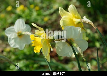 Narcisse en fleur au printemps (mars). Jardin de légumes de Suzanne. Banque D'Images