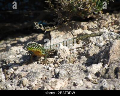 Filfola lézard rampant sur les rochers sous la lumière du soleil dedans Les îles maltaises à Malte Banque D'Images