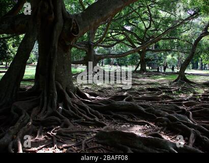 Arbre Javan Fig au jardin botanique Banque D'Images