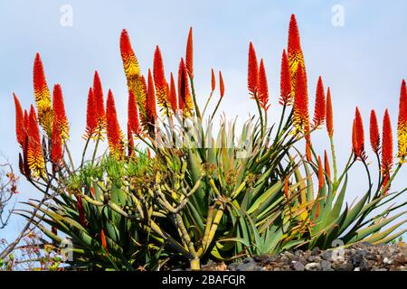 Fleurs colorées de l'usine de vera d'aloès sur l'île tropicale la Palma, Canaries, Espagne en hiver Banque D'Images