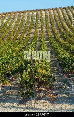 Paysage avec de célèbres vignobles vins sherry en Andalousie, Espagne, doux pedro ximenez ou muscat, ou prêt pour la récolte de raisins palomino, utilisé pour pr Banque D'Images