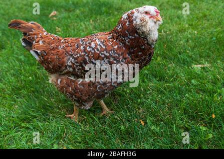 Gros plan sur une promenade de poulet Orloff russe brun sur l'herbe Banque D'Images