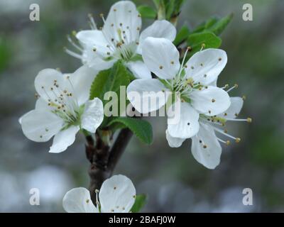 Gros plan de jolies fleurs blanches d'argousier, Prunus spinosa, sur une branche d'arbre au printemps Banque D'Images