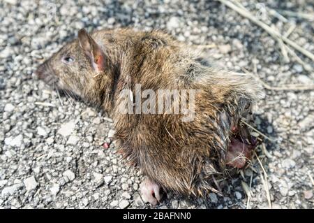 souris morte coupée en deux, posée sur la route Banque D'Images