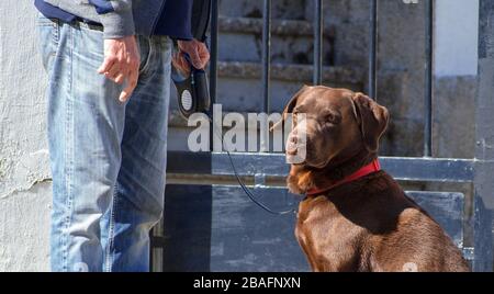 Une nouvelle tentative de récupération du chocolat au Labrador après la propagation du coronavirus ou du COVID-19 en Espagne Banque D'Images