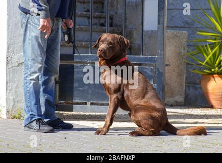 Une nouvelle tentative de récupération du chocolat au Labrador après la propagation du coronavirus ou du COVID-19 en Espagne Banque D'Images