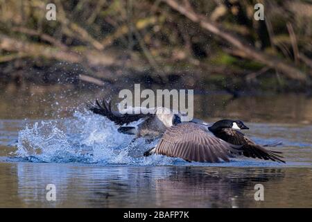 La Bernache du Canada (Branta canadensis) Banque D'Images