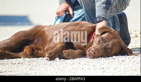 Une nouvelle tentative de récupération du chocolat Labrador pour une promenade après le verrouillage national en raison de la propagation du coronavirus ou du COVID-19 en Espagne. Repose-chien fatigué Banque D'Images