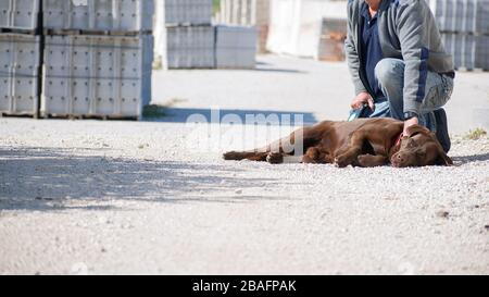 Une nouvelle tentative de récupération du chocolat Labrador pour une promenade après le verrouillage national en raison de la propagation du coronavirus ou du COVID-19 en Espagne. Repose-chien fatigué Banque D'Images