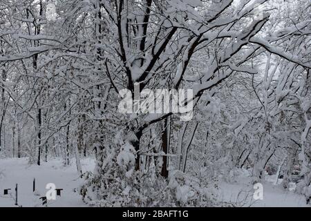 Couche épaisse de neige sur les branches de neige élevée Banque D'Images