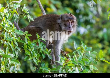 Macaque, aussi connu sous le nom de macaque mangeant le crabe, Macaca fascicularis, dans la forêt tropicale de Bornéo, Malaisie, Asie. Banque D'Images