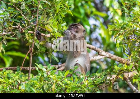 Macaque, aussi connu sous le nom de macaque mangeant le crabe, Macaca fascicularis, dans la forêt tropicale de Bornéo, Malaisie, Asie. Banque D'Images