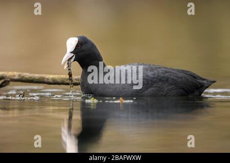 Common Coot - Fulica atra, oiseau spécial d'eau noire des lacs européens et des eaux fraîches, Hortobagy, Hongrie. Banque D'Images