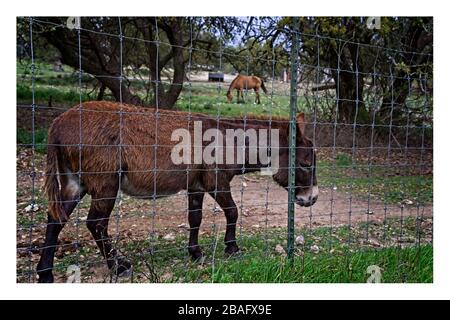 L'âne brun tombe derrière une clôture en treillis métallique dans le Texas Hill Country Banque D'Images