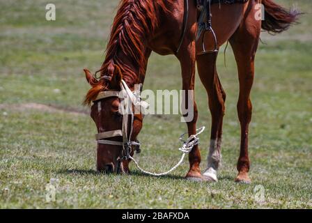 Le cheval pacage sur la steppe kirghize, près du lac Songkol, au Kirghizstan. Banque D'Images