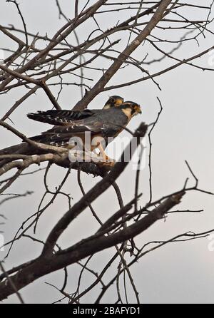 Arplomado Falcon (Falco femoralis) paire perchée dans l'arbre mort Tinajones Reservoir, Pérou Février Banque D'Images