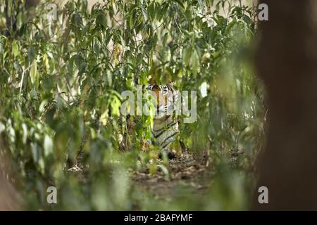 Bengale Titress Machali regardant un Prey à côté des arbres près de Rajbaug zone, forêt de Ranthambhore, Inde. Banque D'Images