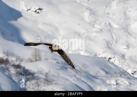 Un aigle à queue blanche (Haliaetus albicilla) traverse le Trollfjord enneigé de l'île d'Austvag, dans les îles Lofoten, comté de Nordland, N Banque D'Images