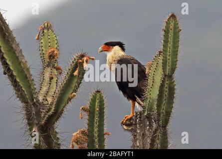 Caracara (Cheriway de Caracara) adulte perché sur le cactus Pomac Mesquite, Pérou Février Banque D'Images