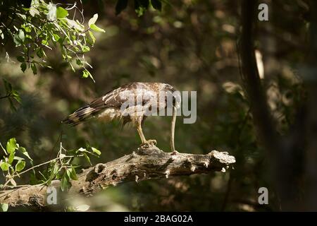 L'aigle serpent créné se nourrissant sur un serpent, dans la forêt de Ranthambhore, en Inde. Banque D'Images