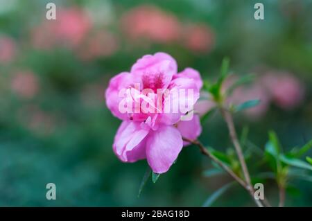 Gros plan une belle fleur rose de Rhododendron. Banque D'Images